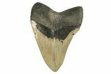 Bargain, Fossil Megalodon Tooth - Serrated Blade #294530-1